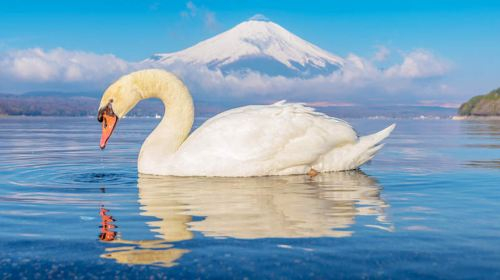 1-day Tour to Owakudani in Hakone on the Pirate Ship|Includes Cable Car Ticket|Hakone Ropeway Experience|Chinese-speaking guide and driver SKH2E15U
