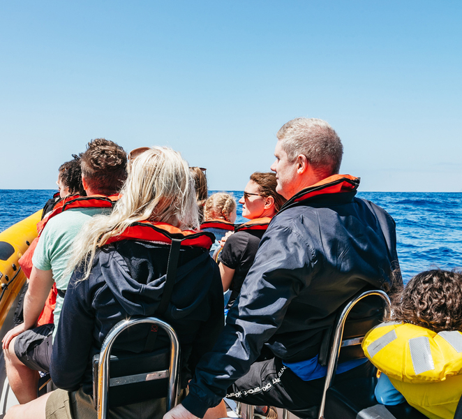 Funchal: Whale and Dolphin Watching Speed Boat Tour hmnqIC8z