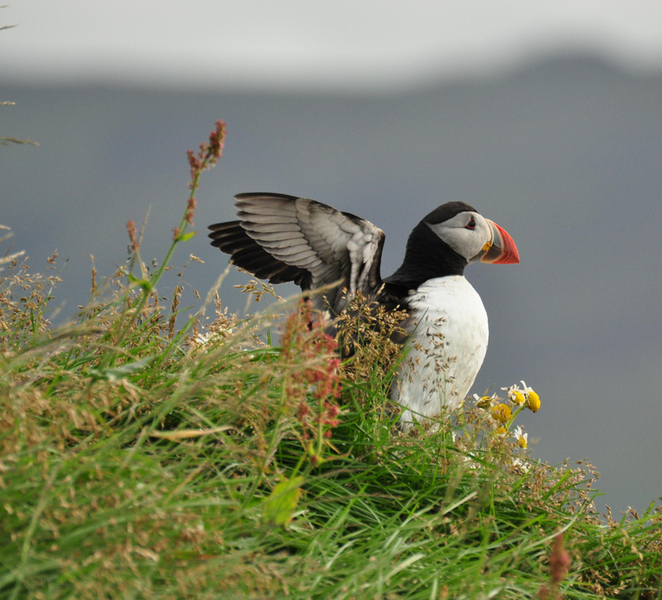 Vestmannaeyjar: Volcanic Vistas & Puffin Paradise ATV Tour 2cnlrjRD