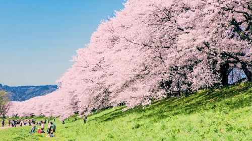 Cherry Blossom Season: 1-day tour to Sewaritei Cherry Blossom Tunnel, Uji Matcha Town, Katsuo-ji, and Minoh Waterfall Day Tours 6m7IoqlB