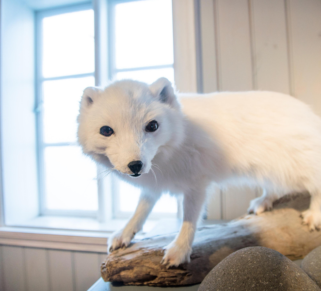 From Isafjordur: Arctic Fox Centre Guided Bus Tour cKaoyU20