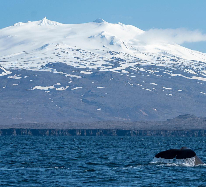 Ólafsvík: Whale Watching Tour QnYnnbYl