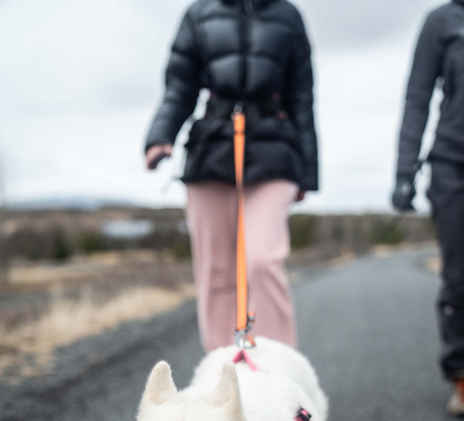 Husky dog Hike next to Reykjavik dHoC8hrf