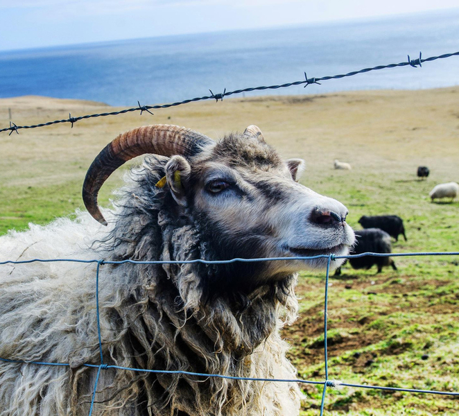 Westman Islands Day Tour from Reykjavik JiO3dlcO