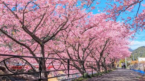 Izu Sakura Day Tour from Tokyo: Kawazu Early Cherry Blossom Festival & Resort 21 oceanview train & Jogasaki Coast (Small Group Max 9 | Hotel Pick-up Option) 35aeq2MH