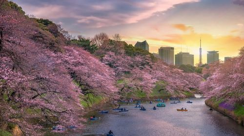 Tokyo Cherry Blossom Express Tour with Boat Ride Day Tours fpzQ9Ub3