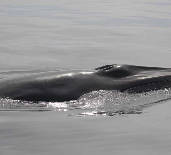 Sagres Wildlife Adventure: Dolphin and Whale Watching Tour 4UmoFrAU