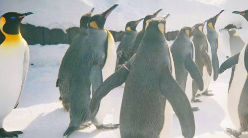 Asahiyama Zoo + Forest Terrace + Biei Farmland (Optional Snowmobile Tour | Departing from Sapporo, Hokkaido Day Tours ZDMxXCdz