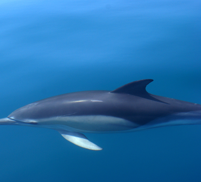PREMIUM Dolphin Watching & Algarve Sea Cave Boat Tour t6PeqA4Z