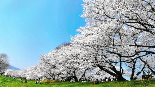 1-day Kyoto Cherry Blossom Tour in 2026 [Uji + Katsuo-ji + Minoh Waterfall] Day Tours rdoiUkOx