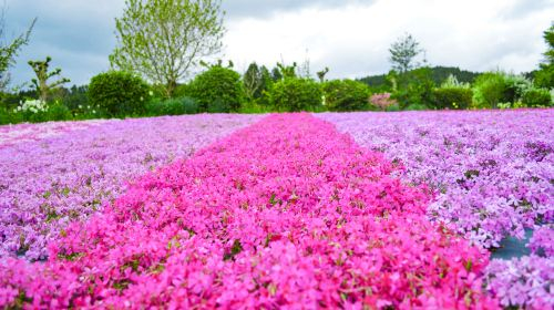 Hyogo Shibazakura and Wisteria Limited Blooming Season: Shibazakura Flower Carpet + Castle Town Izushi + Shirai Omachi Wisteria Park 8vy6mcJl