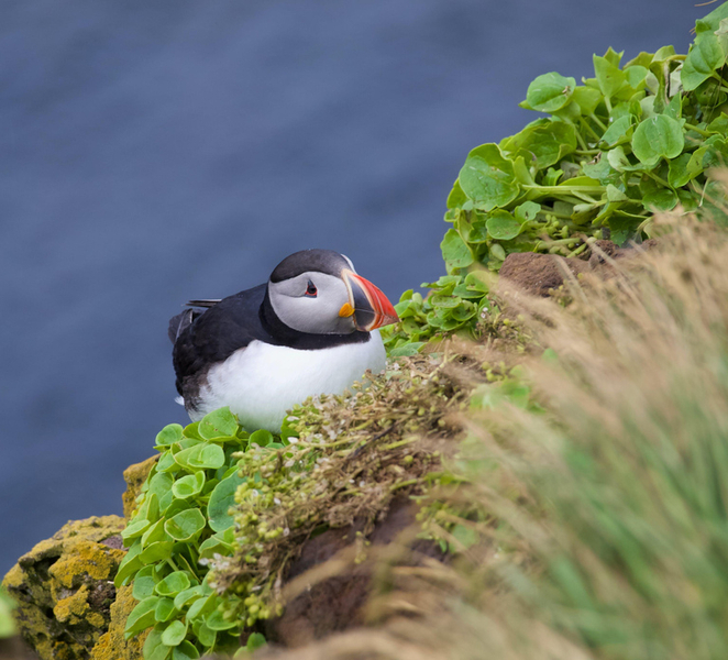 Vestmannaeyjar: Puffins and Pirates ATV Tour e9fYESqa