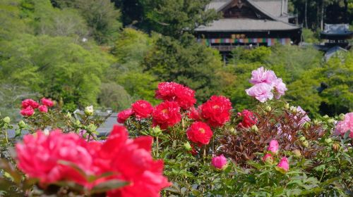Osaka & Nara Enjoy Pass (Southern Area) 2-Day Ticket + ORIX Car Rental Service - Kansai Self-Drive Tour Super Value Package NDQlxtko