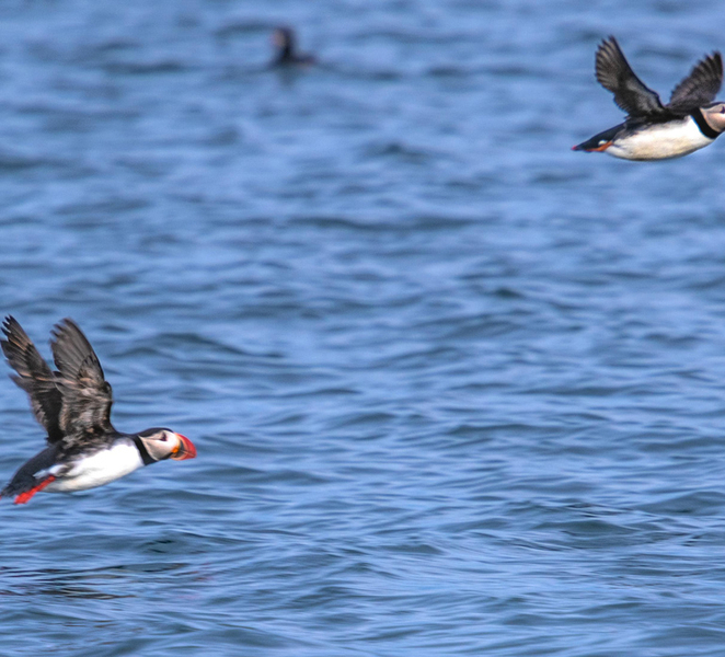 Stykkishólmur: Puffin and Wildlife Boat Tour fki7FkZE