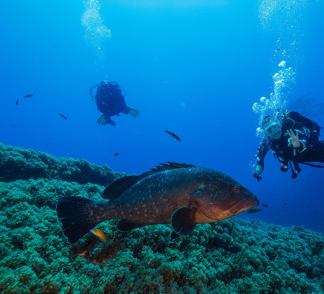 Vila Franca do Campo: Boat Diving Guided Tours twice a day. rYGdaA8Y