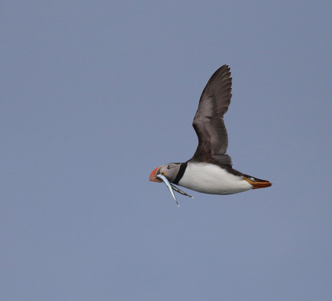 Reykjavik: Puffin Express: 1-Hour with Adorable Birds 1aS9qExX