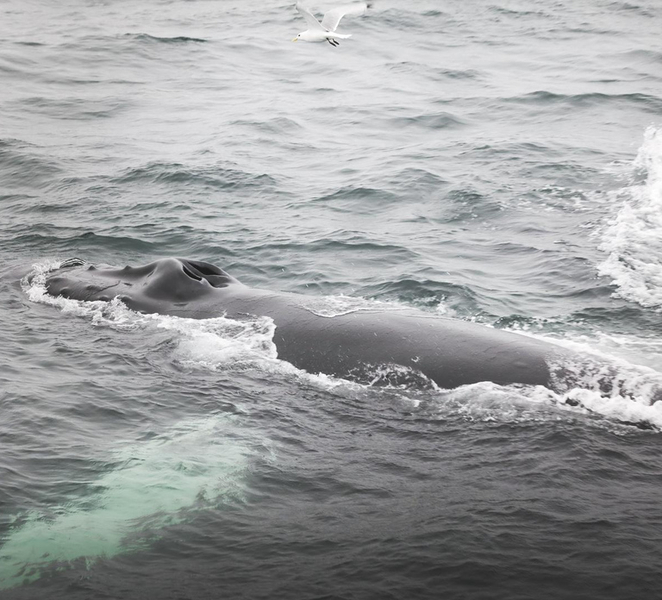 Whale Watching from Akureyri - Small Group Tour (Hjalteyri) fQMfWtov