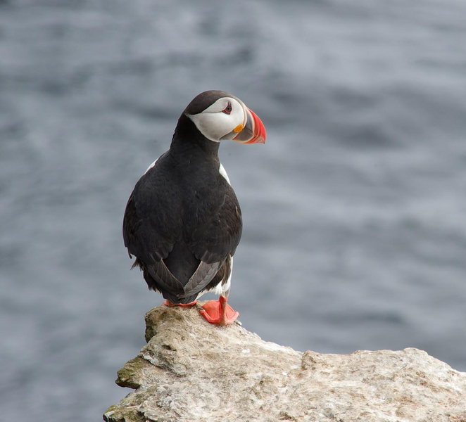 Hauganes: Whale and Puffin Watching Boat Tour b7qmF4xO