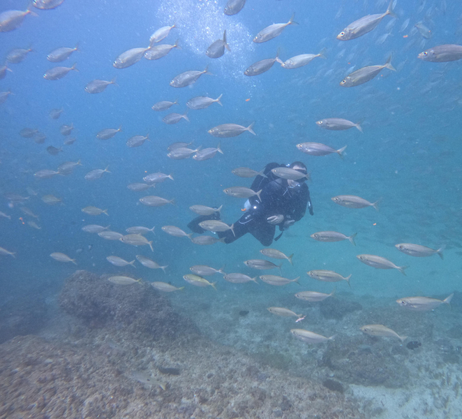 2-Dives for certified divers in Fujairah WOo6LuwE