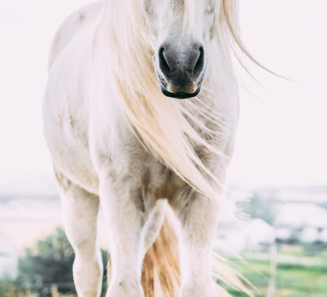Reykjadalur: Horseback Riding Tour for Families & Beginners qqFxa4LH