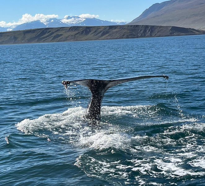 Hauganes: Whale Watching North Iceland 59udQweK