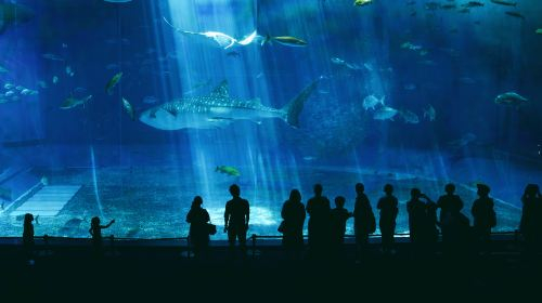 Okinawa Churaumi Aquarium IyUfDpud