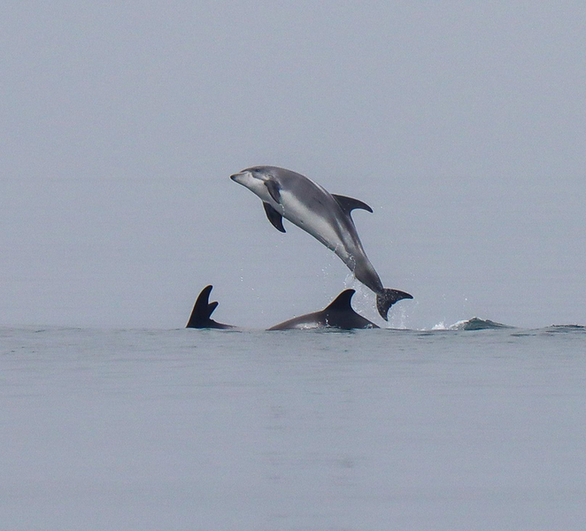 Dalvík: Whale Watching Speedboat Tour Mn8wTtet