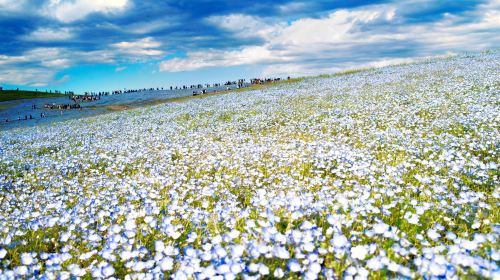 1-day tour to Hitachi seaside park and Ashikaga flower park from Tokyo with admission ticket DymUK1o0