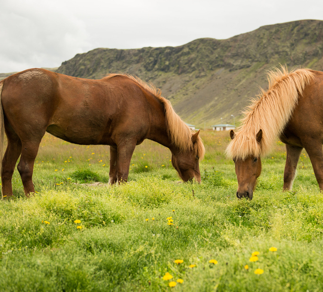 Hveragerdi: Reykjadalur (Hotspring Valley) Horse Riding Tour 2SSDSTAF