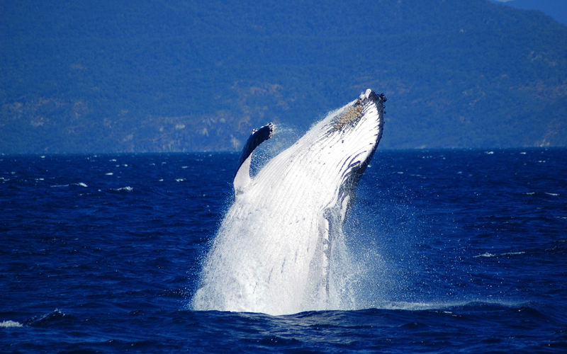 Fitzroy Island and Humpback Whale Watching Experience from Cairns 4OFyi7HU