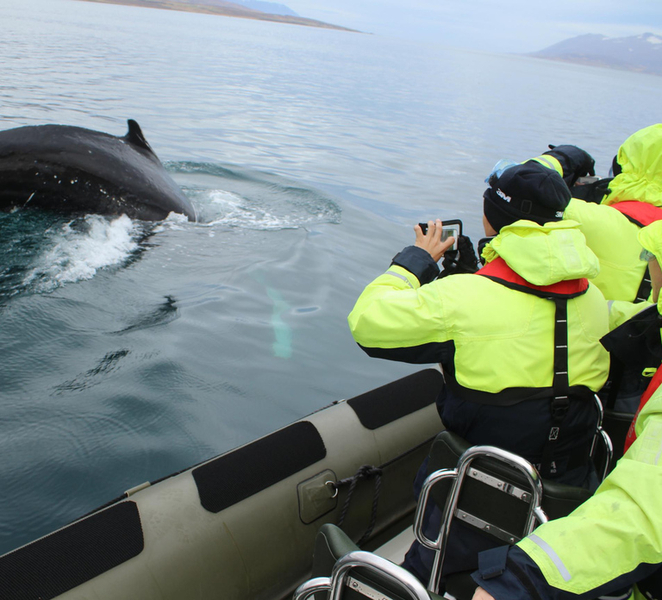 Akureyri: 2-Hour Whale Watching Express by RIB Speedboat kPdy8Kew