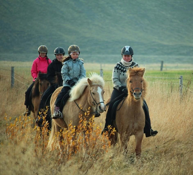 Varmahlid: 1-Hour Icelandic Horse Riding Tour iL7g0gAw