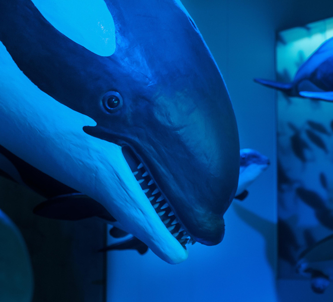 Reykjavik: Whales of Iceland Museum Entrance Ticket b1h1LOce
