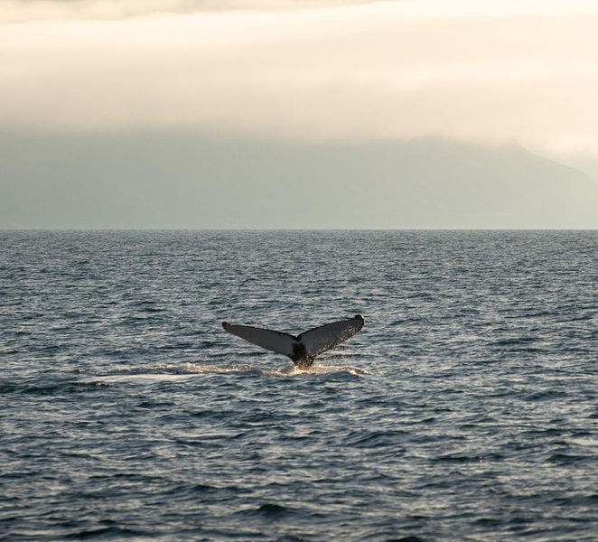 Ísafjörður: Westfjords Whale Watching Boat Tour h6bKJir1