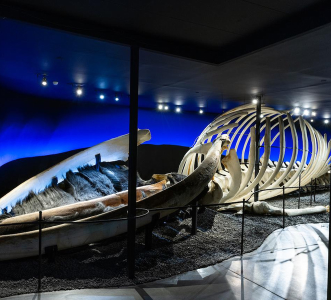 Húsavík: Whale Museum Entry Ticket EO7rZ74E