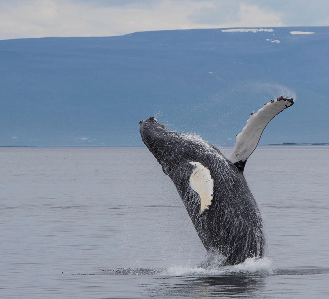 Hólmavík: Whale Watching Tour sQi5AurS