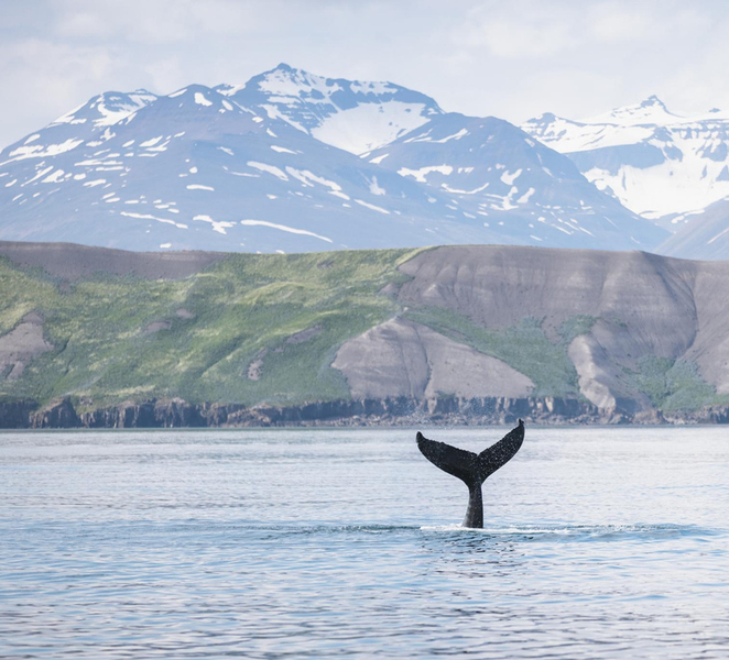 Árskógssandur: Whale-Watching Boat Trip PYmYq6xe
