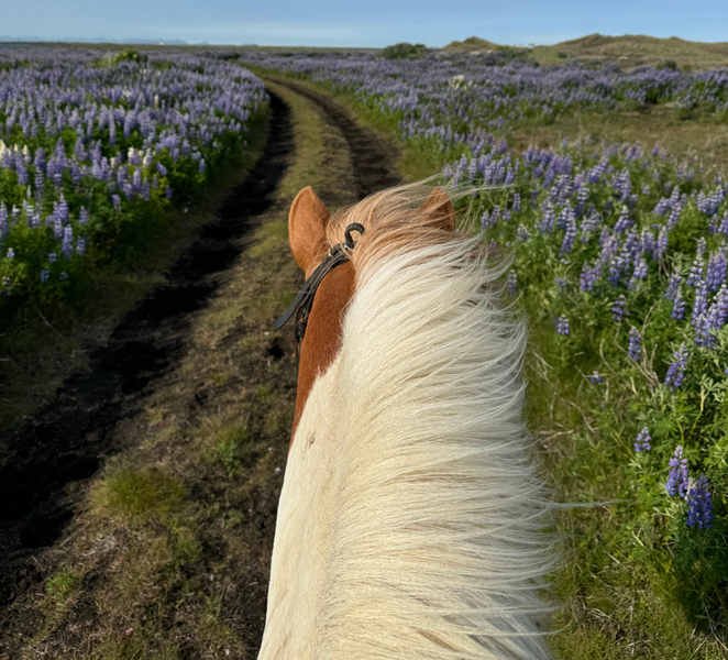 southern Iceland: Black beach riding tour DnF5frl2
