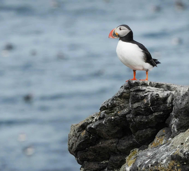 Ísafjörður: Puffin Watching and Scenic Boat Trip 6WcGJvIS