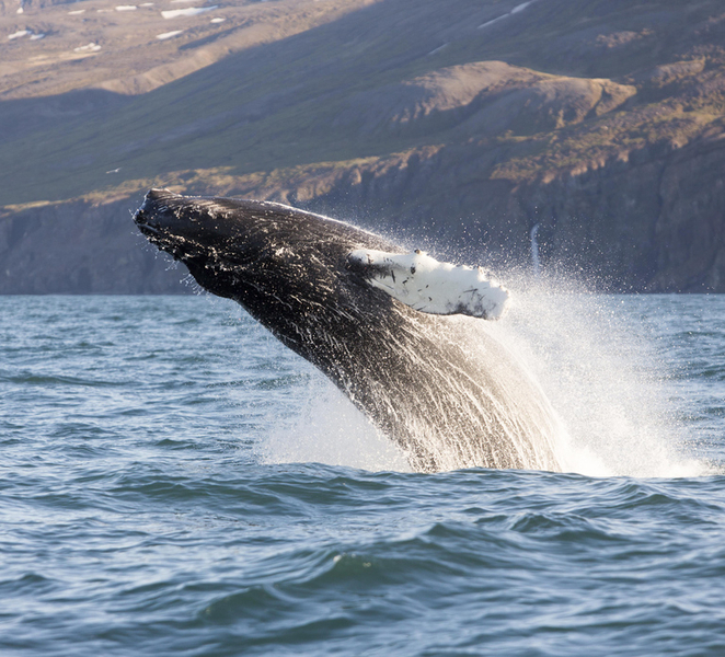 Húsavík: Big Whales and Puffin Island Speedboat Tour cRN02bMB