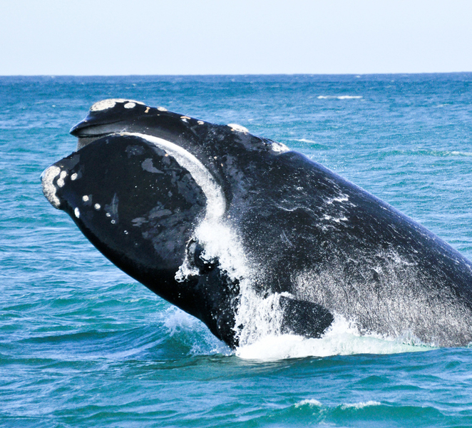 Victor Harbor: Southern Ocean Adventure Cruise with Guide BLesYY5X