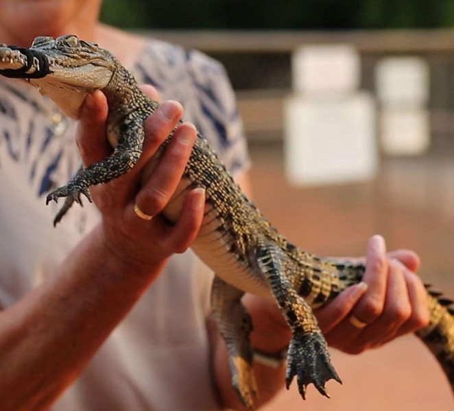 Broome: Malcolm Douglas Crocodile Park Tour with Transfers GA0GYdKy