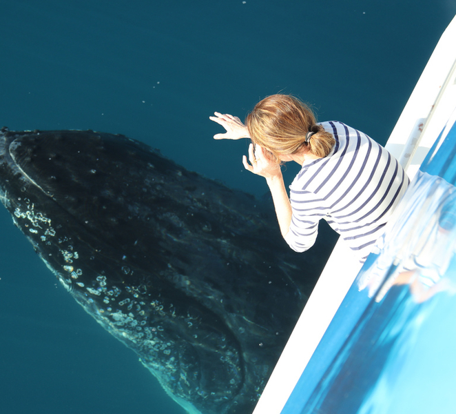 Hervey Bay 4-Hour Whale Watch Encounter MWSEcGR2