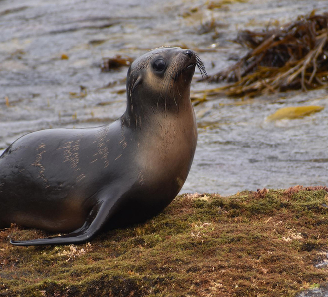 Philip Island: Seal Watching Cruise pRWzxJrR