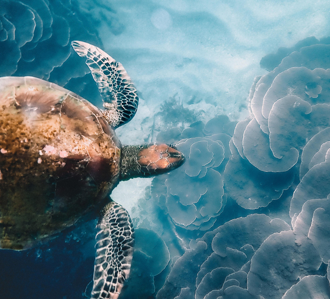 Magnetic Island: Snorkel Discovery Tour 8YN4vEff