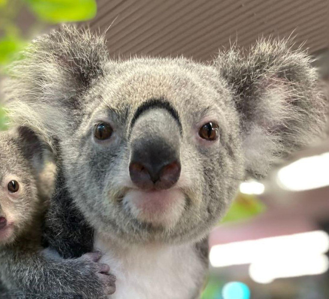 Cairns Koalas and Creatures Entry Ticket with Koala Photo vzpchKqf
