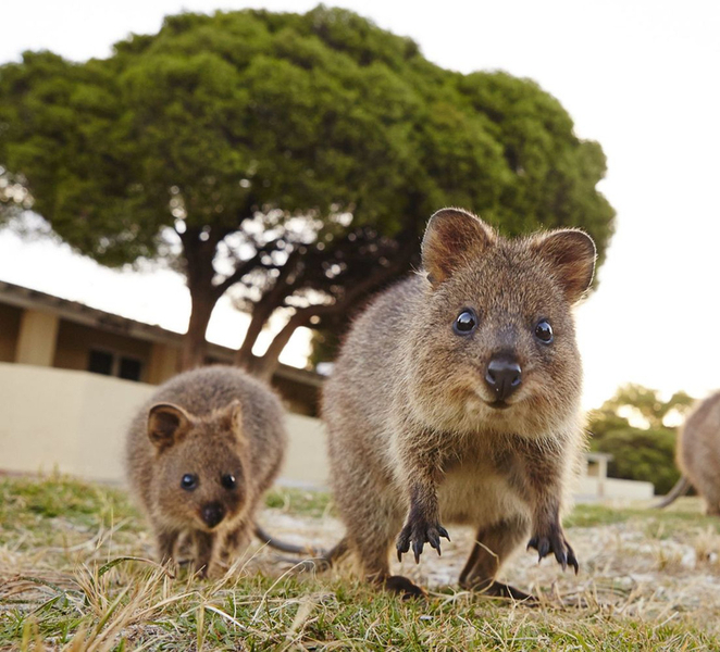 From Fremantle: Return Rottnest Island Ferry Ticket kMOIUHsX