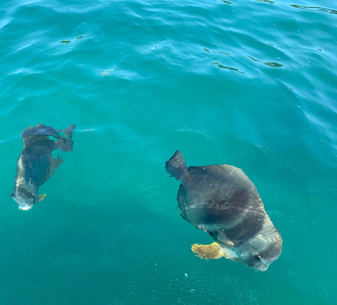 Townsville: Magnetic Island Snorkeling by Jet Ski Tjkun62i