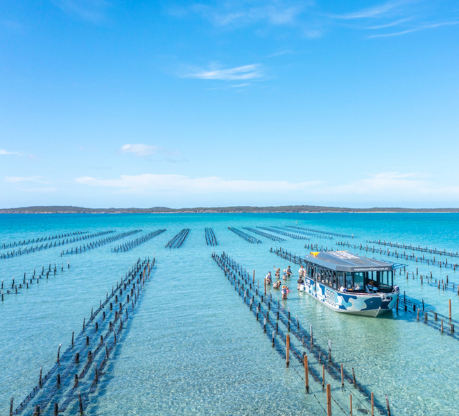Coffin Bay: Oyster Farm Boat Tour with Wading & 12 Oysters 20kAC9Ax