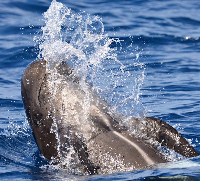 Bremer Canyon Orca Experience from Bremer Bay FyPX3kWX